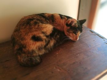 Portrait of ginger cat