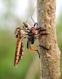 Close-up of butterfly on tree trunk