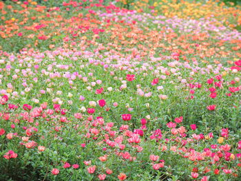 Full frame shot of pink flowering plants on field