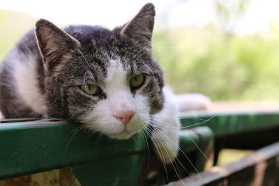 Close-up of cat