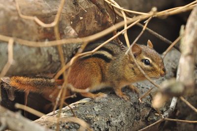 Close-up of chipmunk