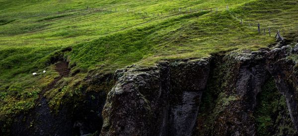 View of moss on rock