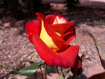 Close-up of red rose