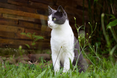 Cat looking away while sitting on grass