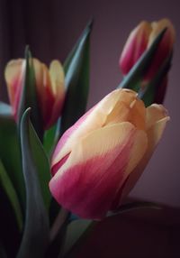 Close-up of tulip against white background