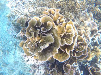 Close-up of coral in sea