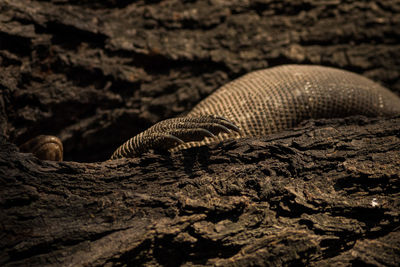 Close-up of reptile on tree