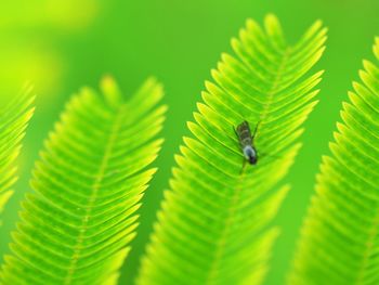 Black ant on a fresh green leaf background