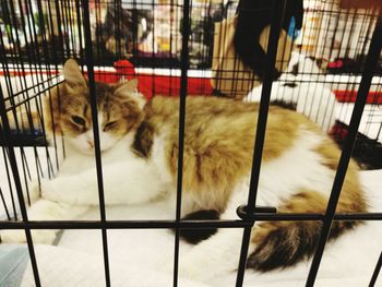 Close-up of cat in cage