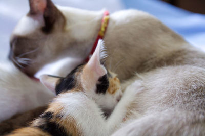 Close-up of cat sleeping