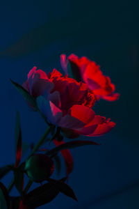 Close-up of red rose flower