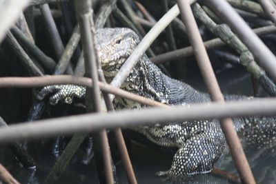 Close-up of monitor lizard amidst branches in lake