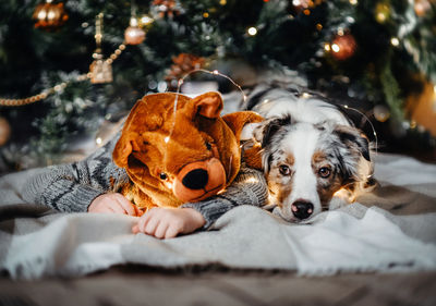 Portrait of dog lying down on bed