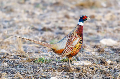 Male pheasant standing on grass