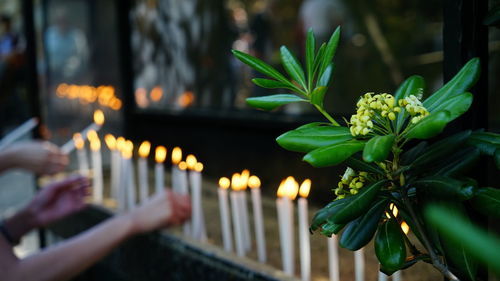 Blossom and candles for prayers