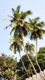 Low angle view of palm trees against clear sky