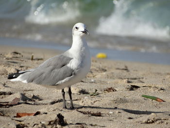 Bird perching on sand at beach