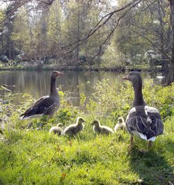 Ducks in a lake