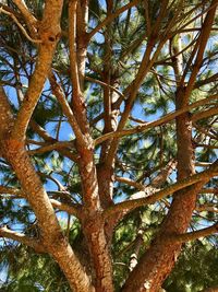 Low angle view of tree in forest