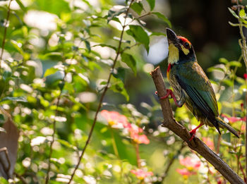 Low angle view of coppersmith barbetbird perching on branch