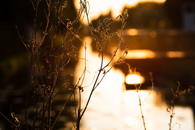 Close-up of silhouette plant against sky during sunset