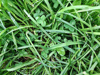 Full frame shot of fresh green grass