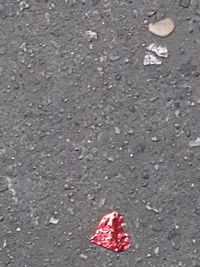 Close-up of red leaf on the road