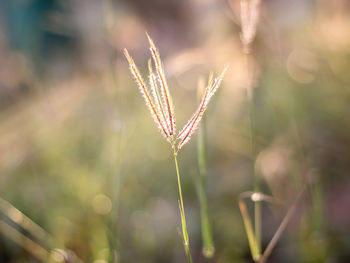 Close-up of flowering plant on field