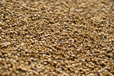 Full frame shot of quinoa beans