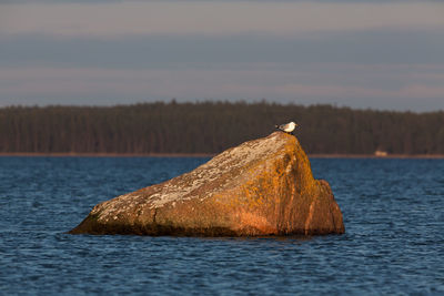 Close-up of bird by sea against sky during sunset