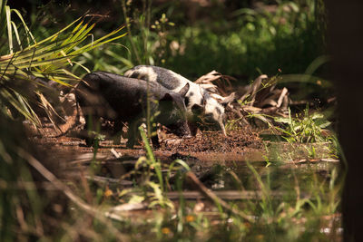 Baby wild hog also called feral hog or sus scrofa forage for food in myakka river state park