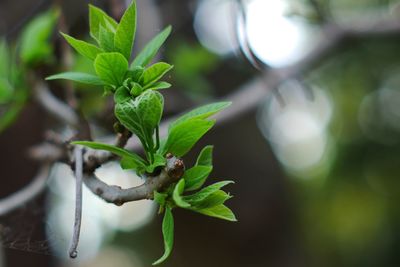 Close-up of plant