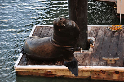 Close-up of sea lion on wood at san francisco pier 39