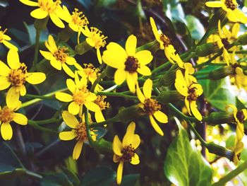 Close-up of yellow flowering plants