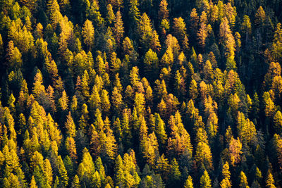 High angle view of pine trees in forest during autumn