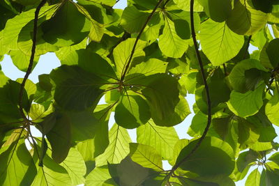Full frame shot of leaves on sunny day