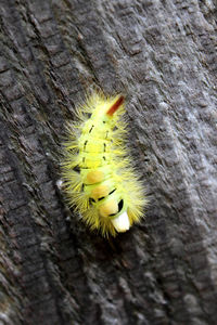 Close-up of insect on tree