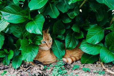 High angle view of cat on plant