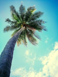 Low angle view of palm tree against blue sky