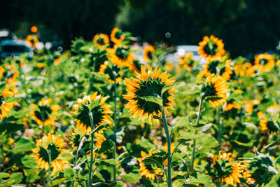 Close-up of yellow flowering plants on field