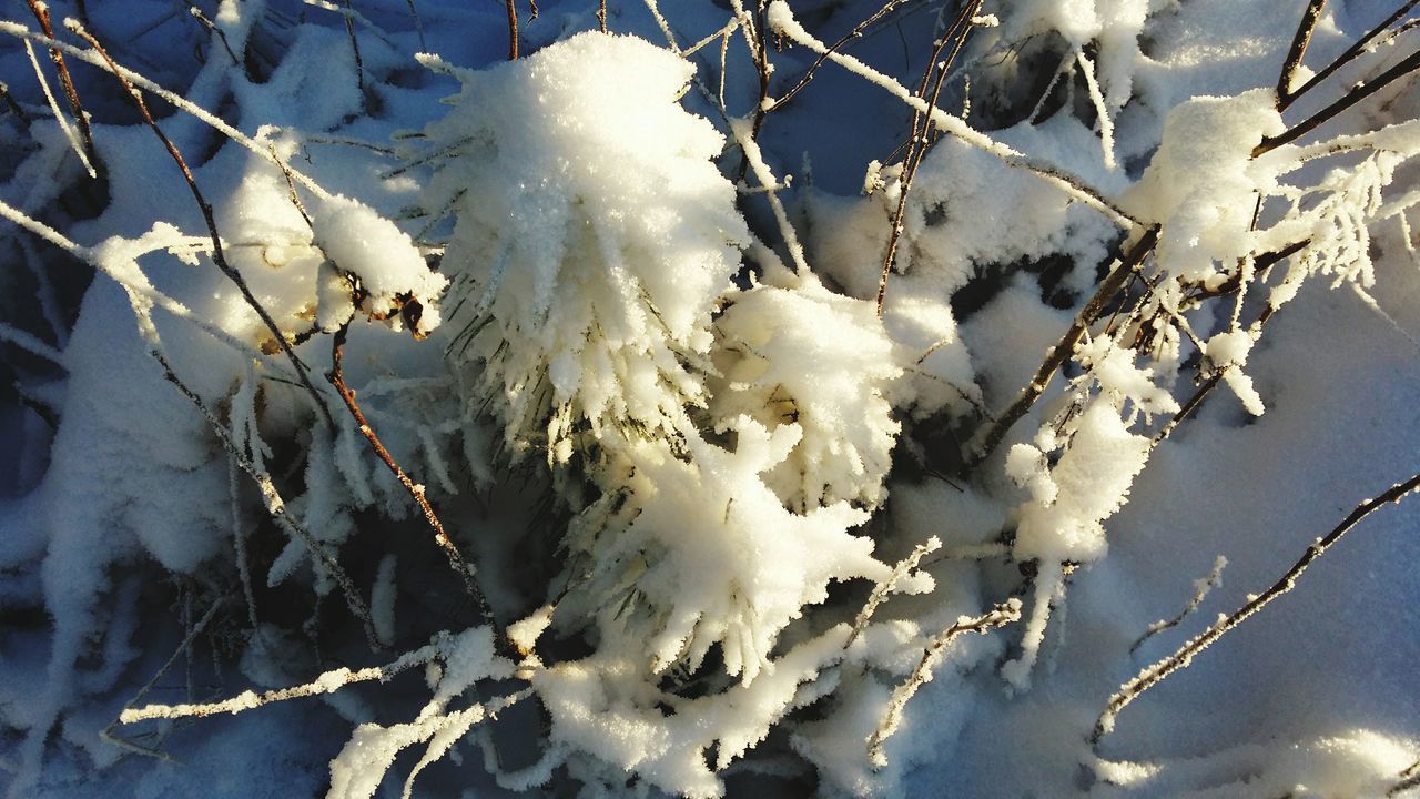 winter, cold temperature, snow, branch, season, frozen, white color, nature, weather, beauty in nature, tree, growth, ice, close-up, covering, tranquility, low angle view, twig, day, outdoors