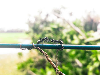 Close-up of insect on metal