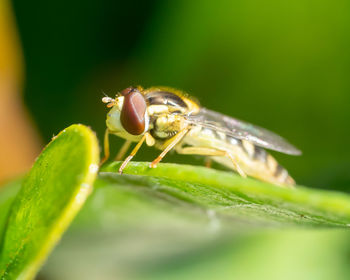 Close-up of insect on leaf