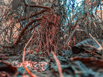 Low angle view of bare trees in forest