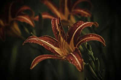 Close-up of plant