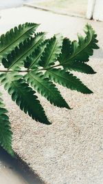 High angle view of succulent plant on floor