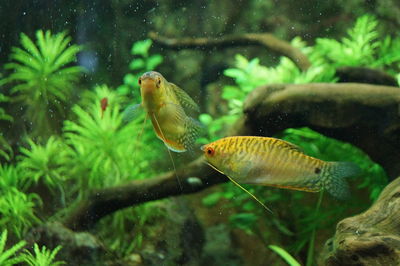 Close-up of fish swimming in aquarium