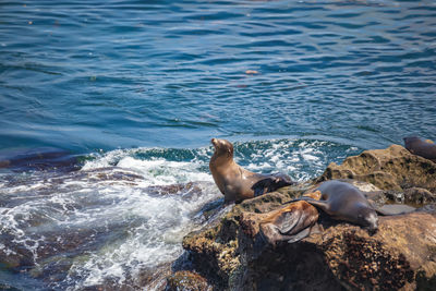 High angle view of sea lion