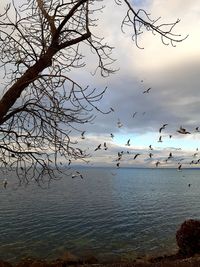 Scenic view of bare tree against sky