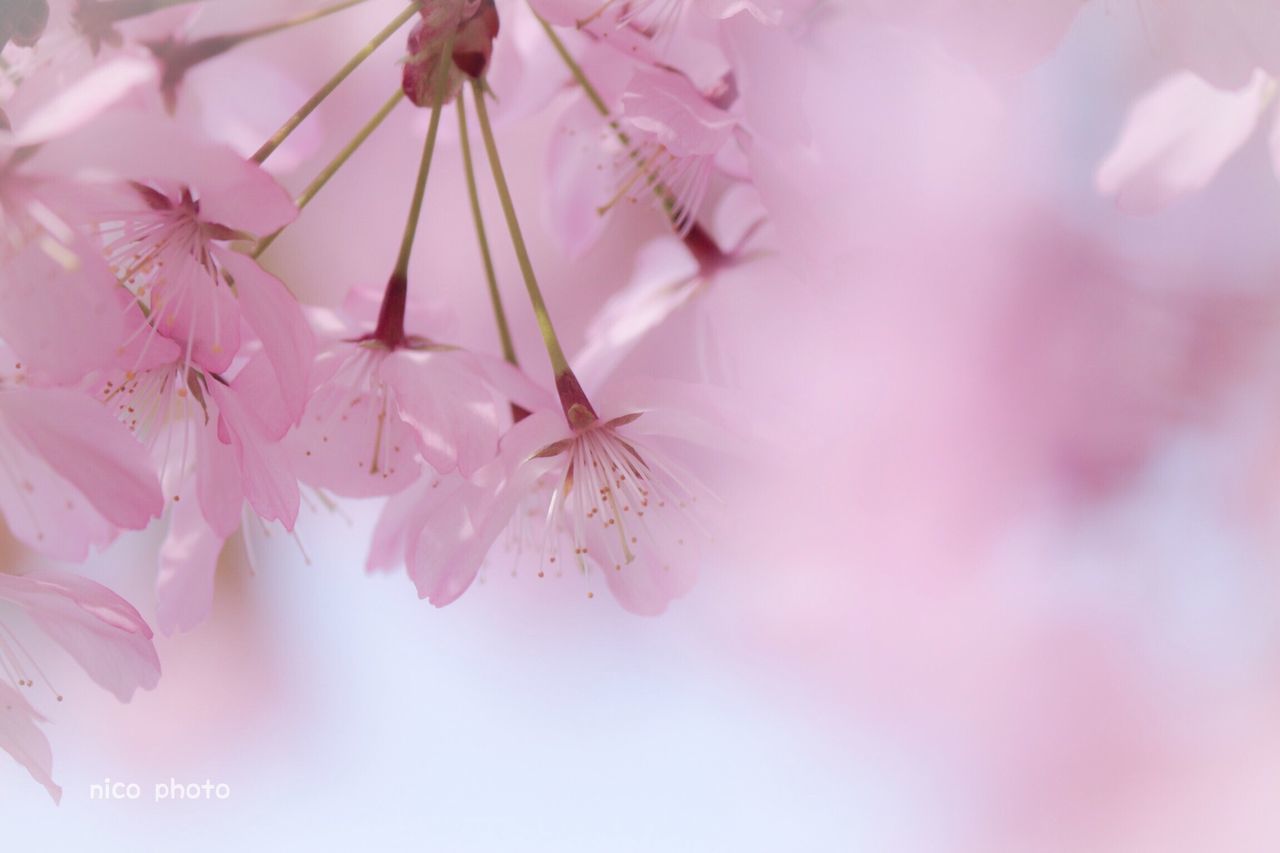 pink color, plant, flower, beauty in nature, flowering plant, growth, fragility, vulnerability, close-up, freshness, petal, selective focus, no people, blossom, nature, springtime, day, flower head, cherry blossom, branch, outdoors, pollen, cherry tree